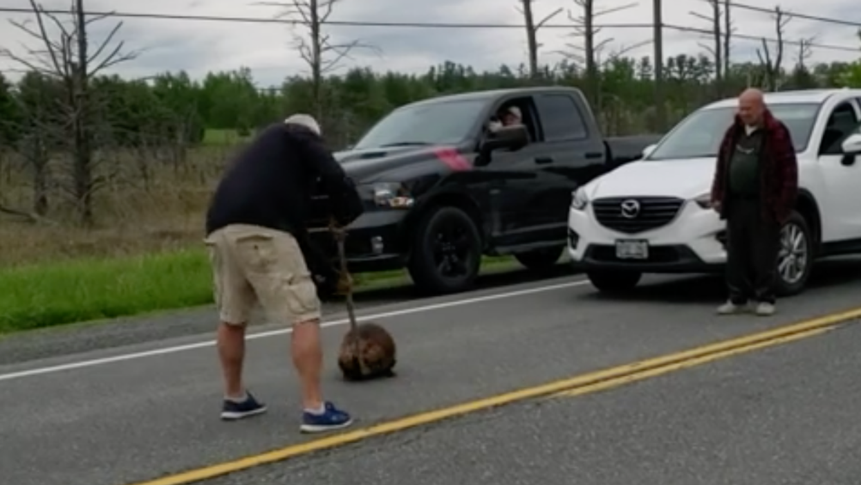 Ontario Man's Hockey Stick Duel With A Beaver Stops Traffic (VIDEO)