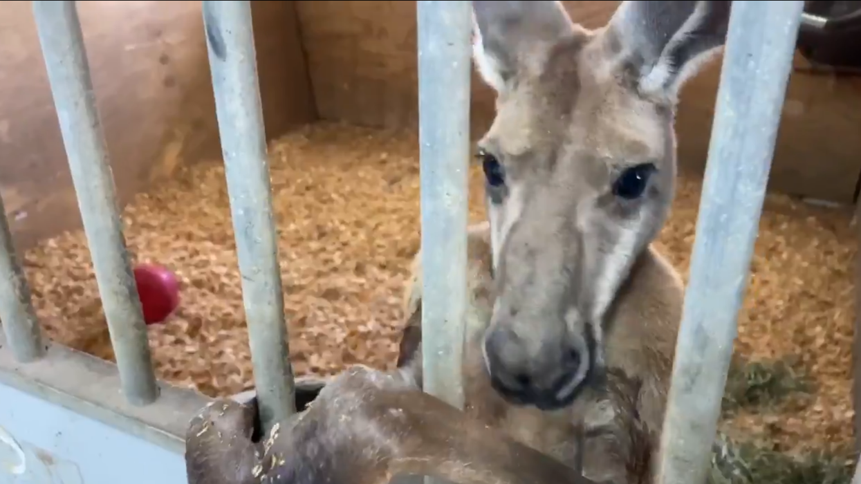 Fort Lauderdale Police Just Captured The Cutest Kangaroo (PHOTOS)