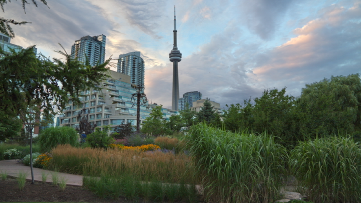 Wild Plants That Cause Nasty Skin Burns Are Growing At These Toronto Trails