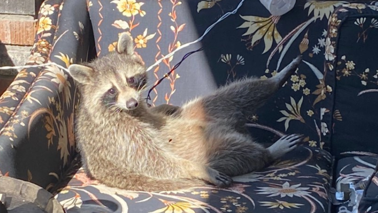 Extremely Chill Raccoon Makes Herself At Home On Toronto Woman's Couch (VIDEO)