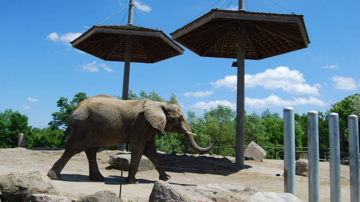 You Can Now Camp Overnight At The Toronto Zoo