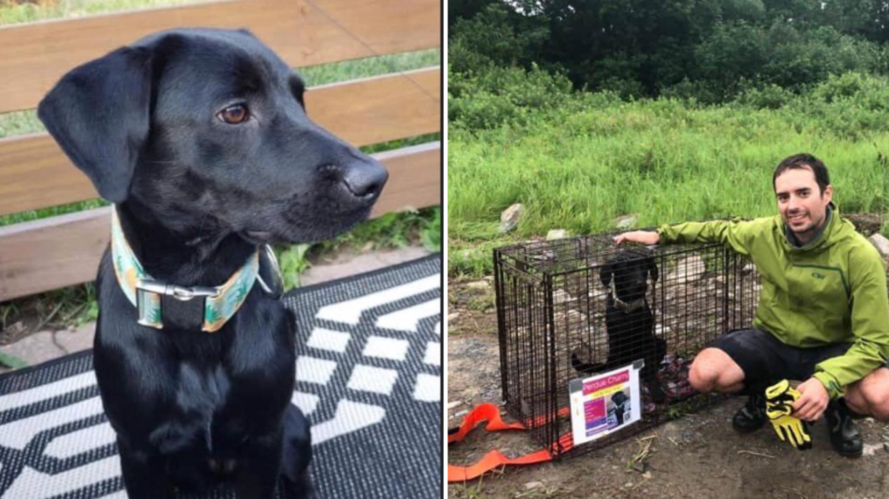 Le chien des fillettes Carpentier disparu depuis des jours a été retrouvé près de Québec