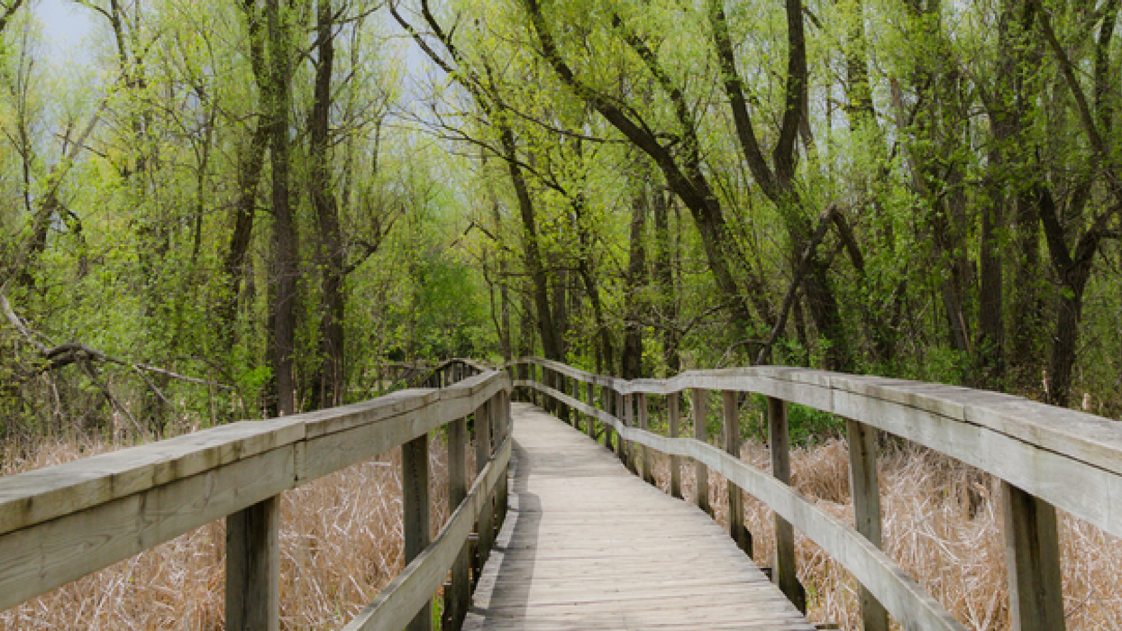 A Mosquito Just Tested Positive For West Nile Virus Near Toronto