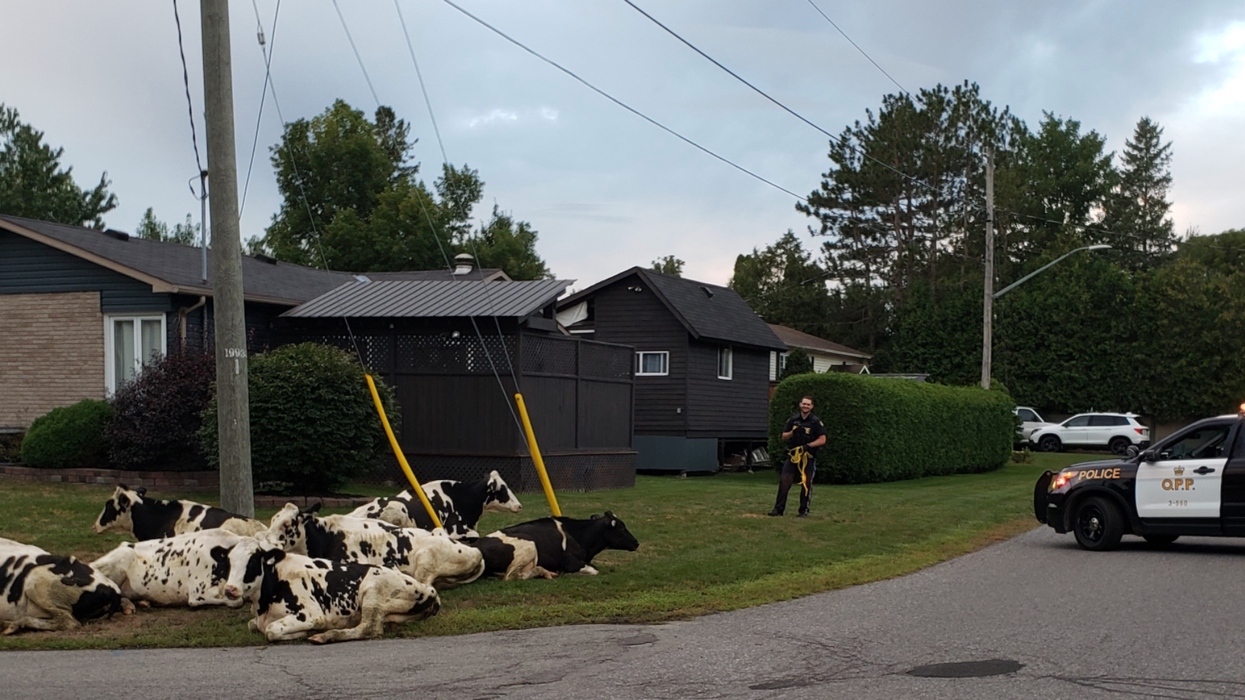 A Gang Of Runaway Cows Just Took Over An Ontario Neighbourhood