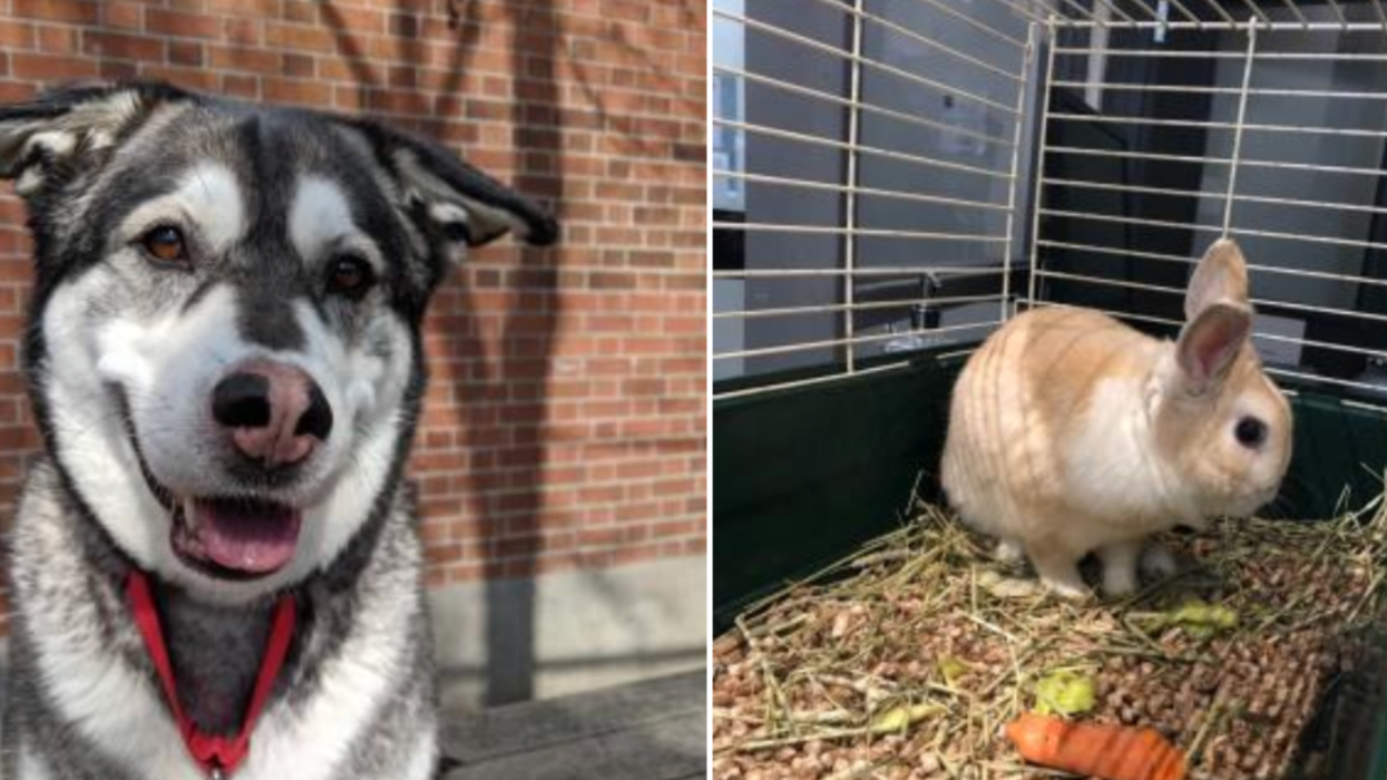 7 animaux trop mignons qui n'attendent qu'à être adoptés à la SPCA de Montréal