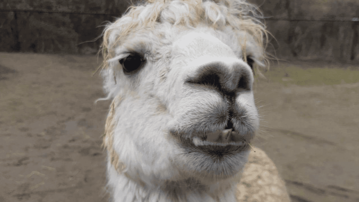 The Toronto Zoo's Beloved Alpaca Just Passed Away & It's So Sad