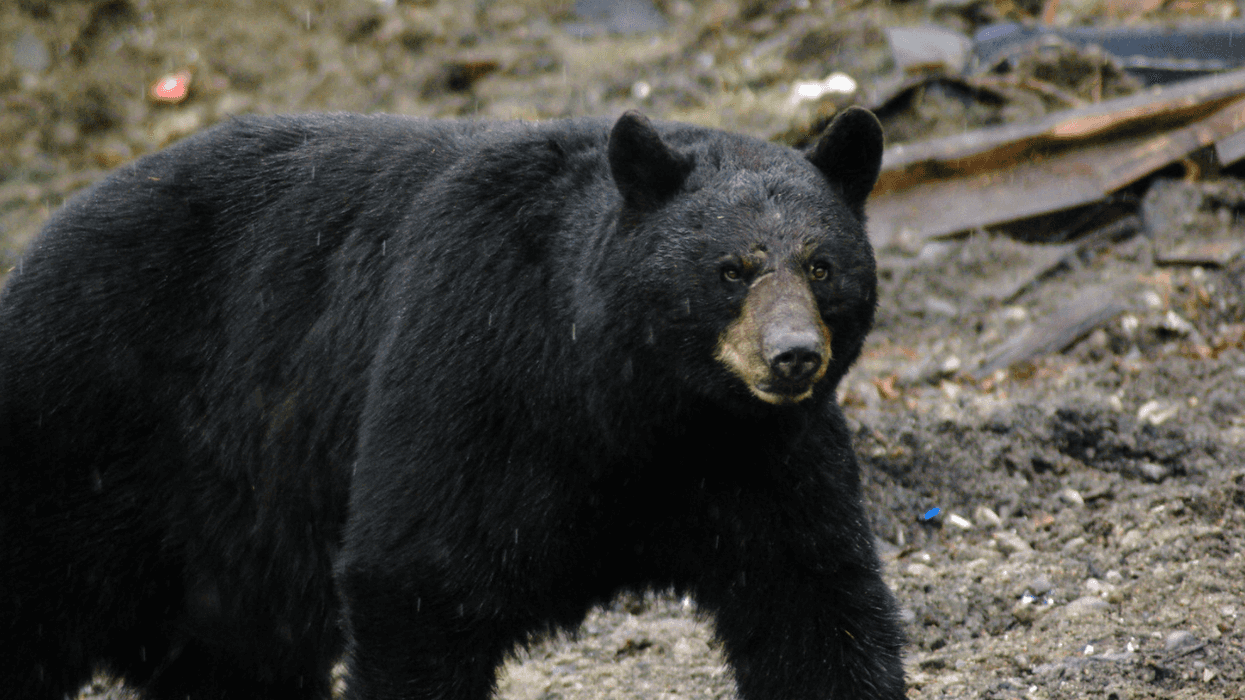 An Ontario City Is Being Terrorized By 'Aggressive' Bears Chasing People