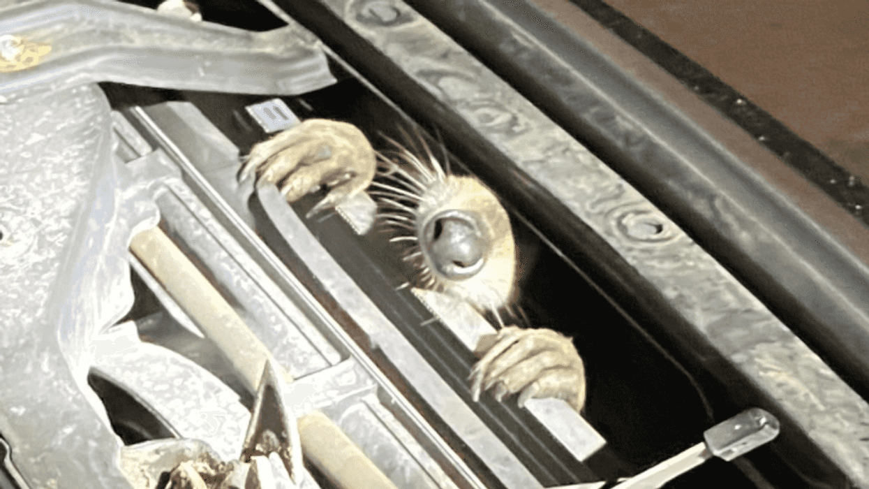 Raccoon Spotted Lurking In A Car Engine Near Toronto Last Night (PHOTO)