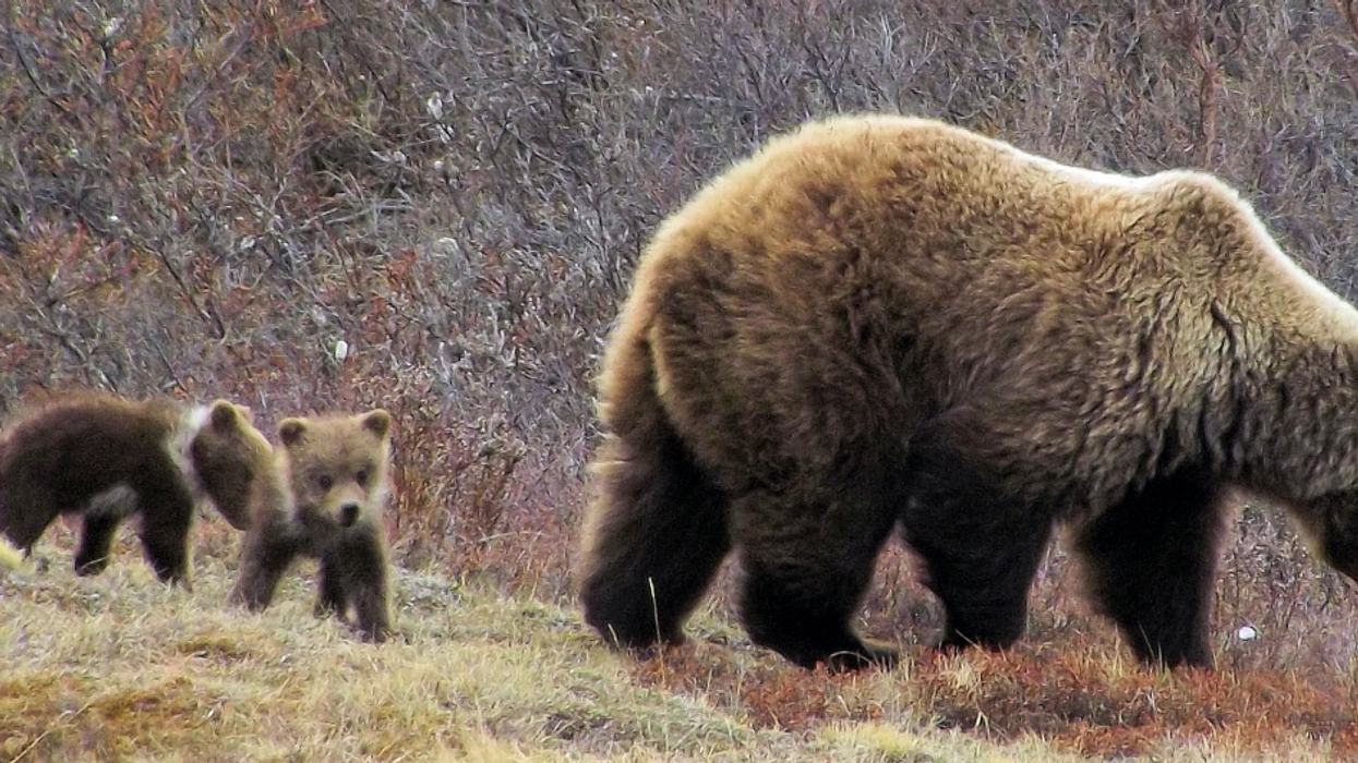 An Alberta Hiker Was Attacked By A Huge Mama Bear & He Didn't Have Time To Use Bear Spray