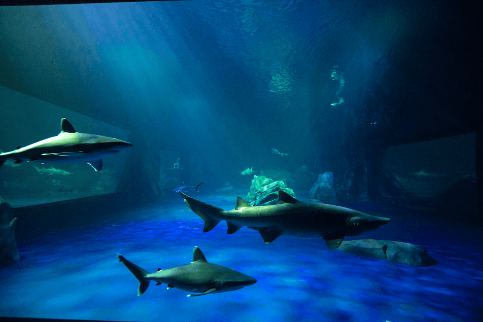 Aquarium's Shark Exhibit Opened Today & Here's What It Looks