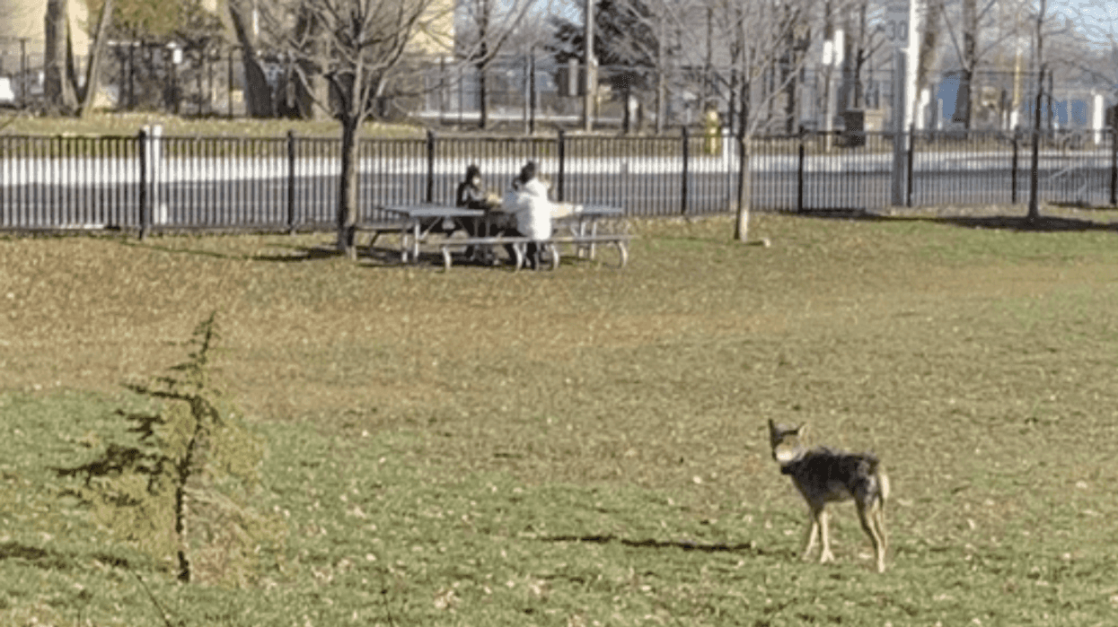 A Wild Coyote Was Spotted Prowling Around A Toronto Schoolyard During Recess (PHOTOS)