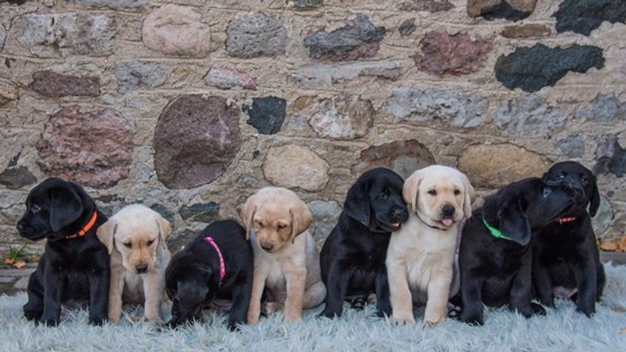 You Can Volunteer To Raise Puppies In Ontario Before They Start Service Dog Training