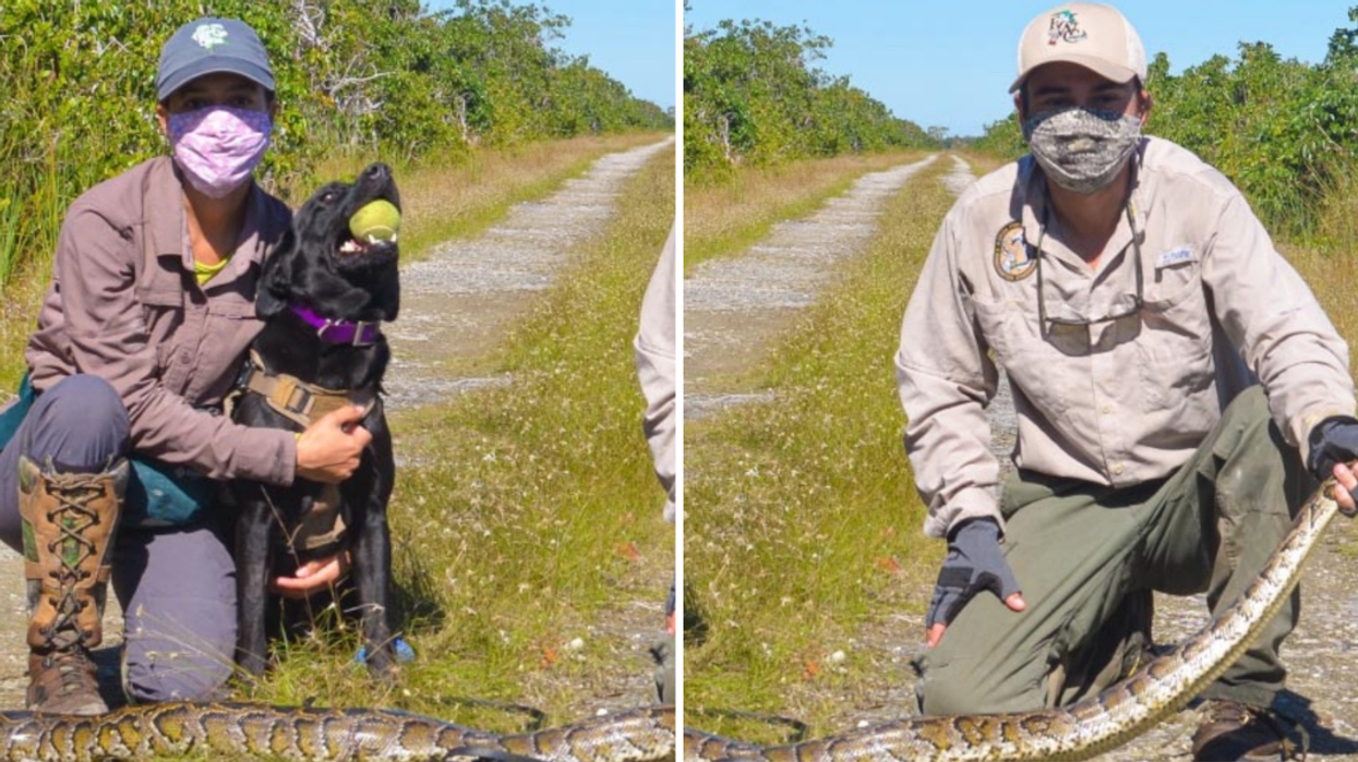 Florida's New 'Python Detecting Dogs' Just Got Their First Major Bust