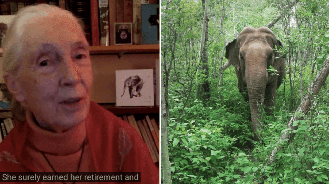Jane Goodall Is Begging Edmonton To Transfer 'Lucy The Lonely Elephant' To Tennessee
