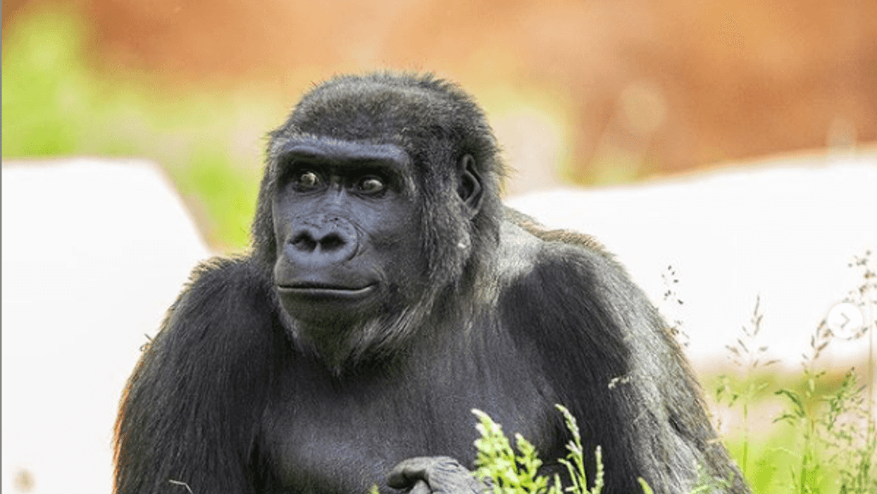 A Calgary Zoo Gorilla Is Having Her First Baby & They've Even Shared The Sonogram (PHOTO)