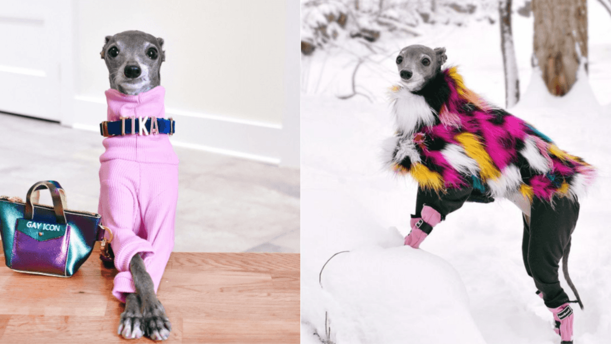 Cette chienne montréalaise fait tellement fureur qu'elle est dans le magazine Vogue