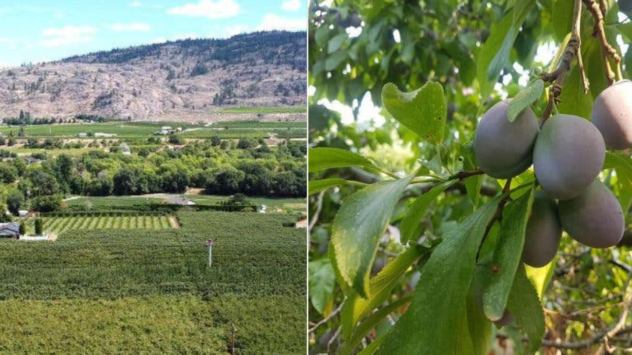 You Can Buy An Entire 6-Acre Plum Farm In BC For Under $600k