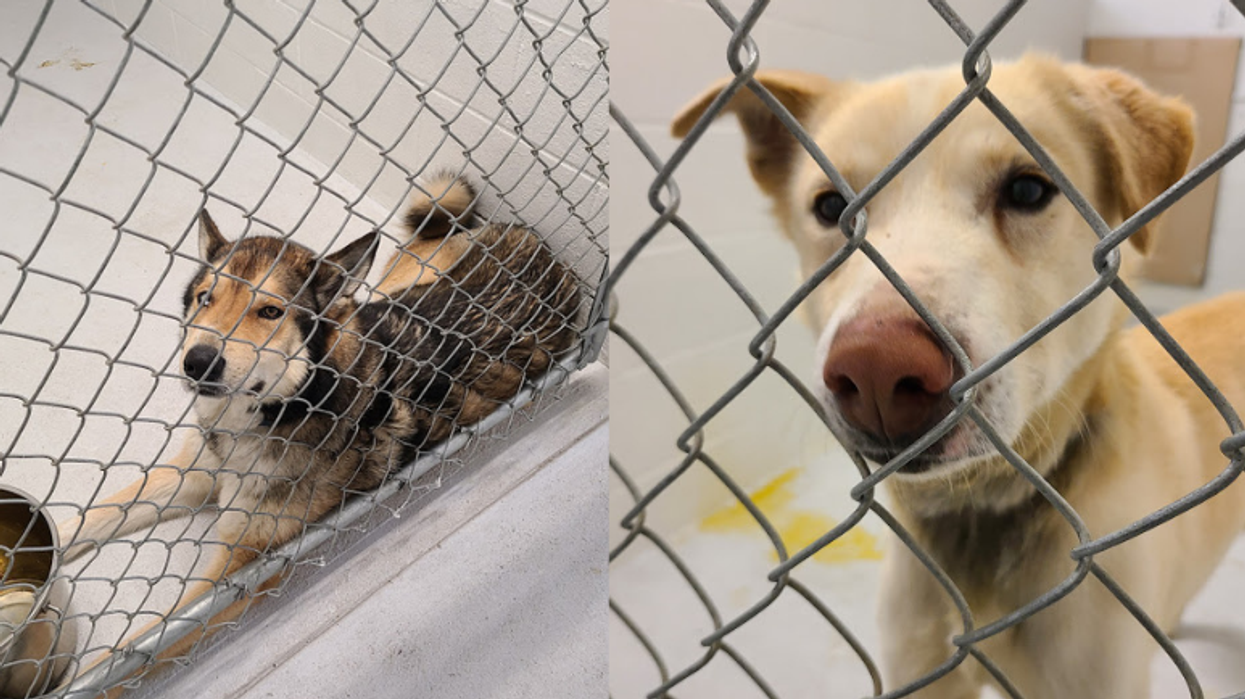 40 Dogs In Distress Were Just Rescued From A Sled Dog Operation In BC