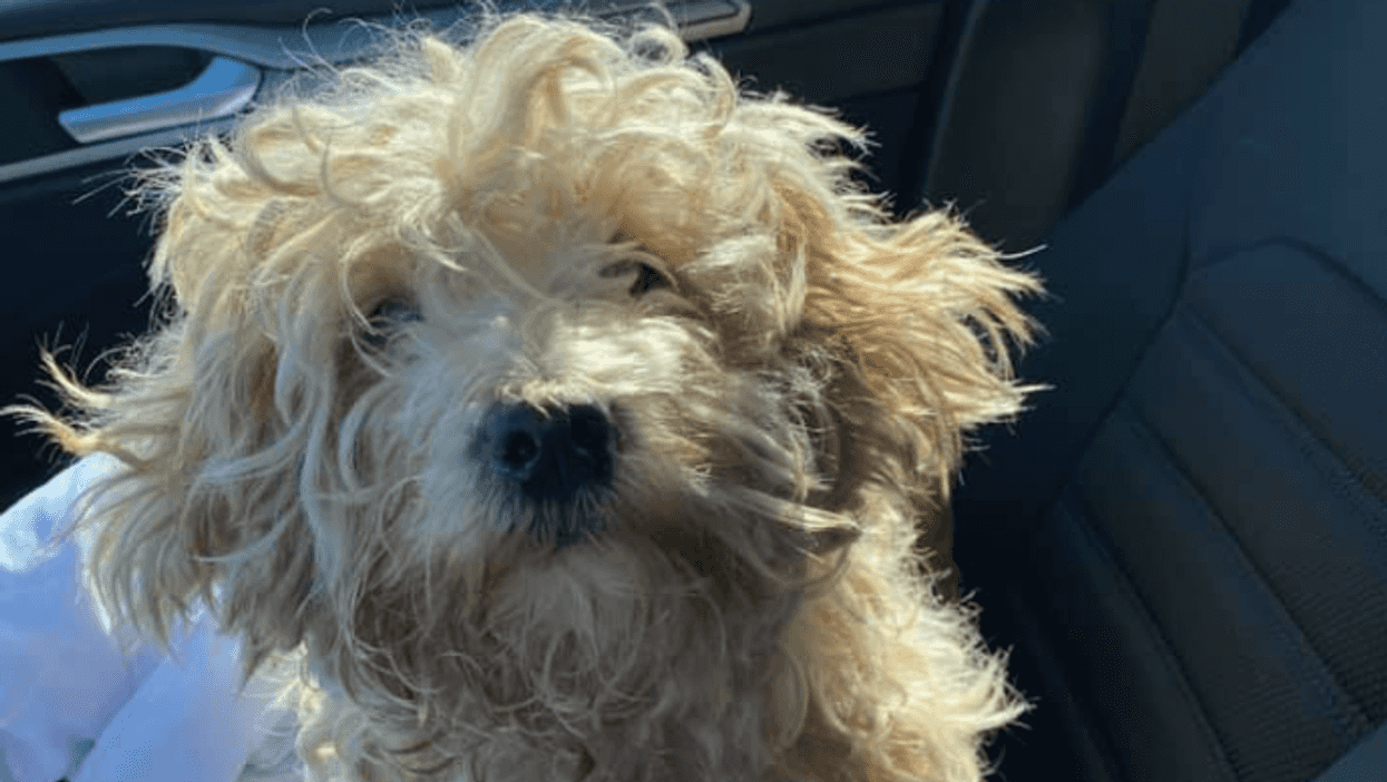 Ontario & Michigan Locals Join Forces To Rescue Dog Stranded On Icy River For Days