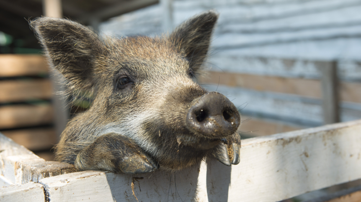 An Adorable Piggy Was Found All Alone In Ontario & She's Looking For A Home