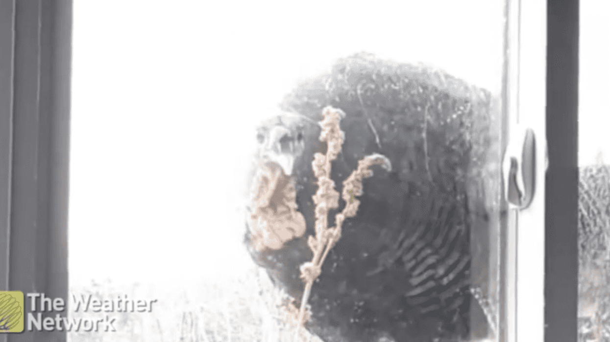 This Video Of An Intrusive Wild Turkey In Ontario Is Straight Out Of Your Nightmares