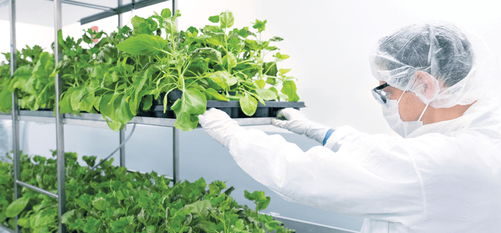 A New Canadian Plant-Based COVID-19 Vaccine Is Looking For 30,000 People For Testing