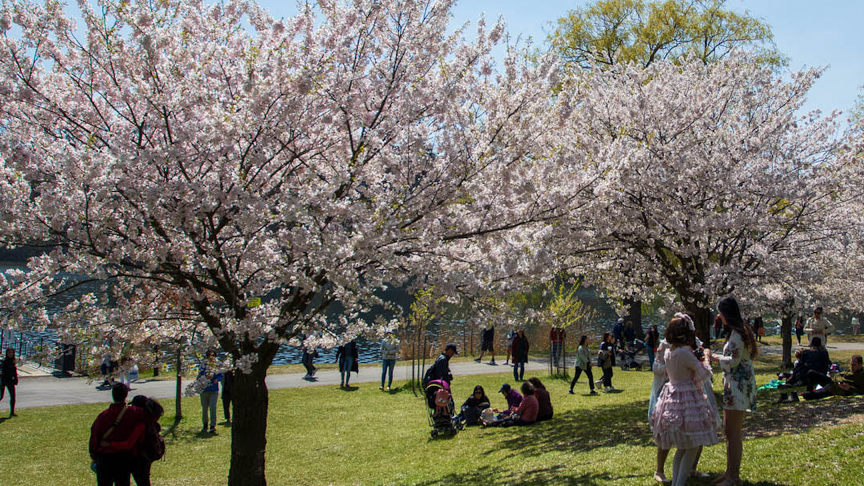 This Is When High Park Will Get Its Cherry Blossoms This Year According To An Expert