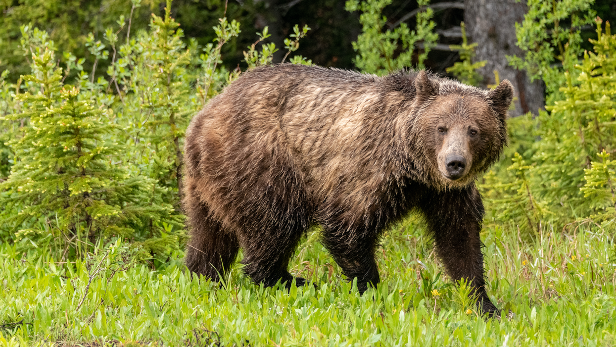 Alberta's First Bear Of The Year Is Officially Out Of Hibernation