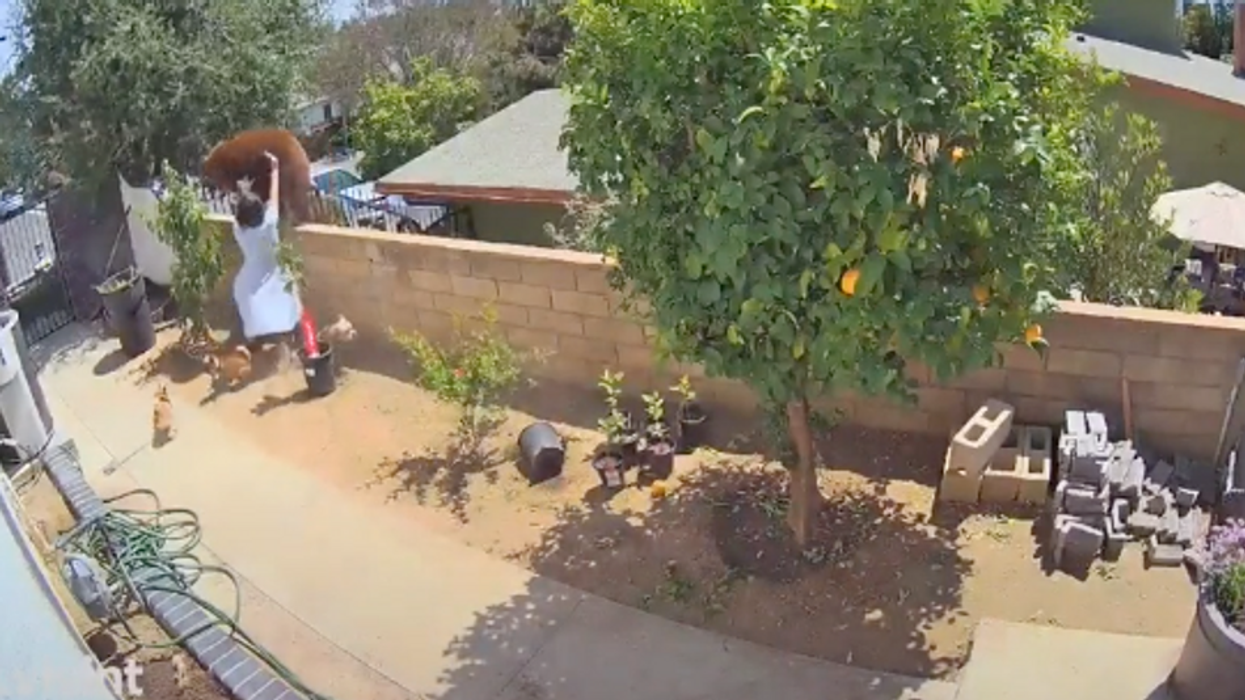 A Utah Woman Pushed A Bear Off Her Fence To Save Her Dogs & The Video Is Unbelievable