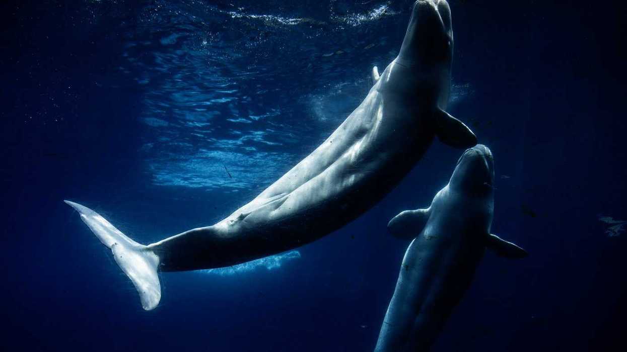Inside the final days of Marineland