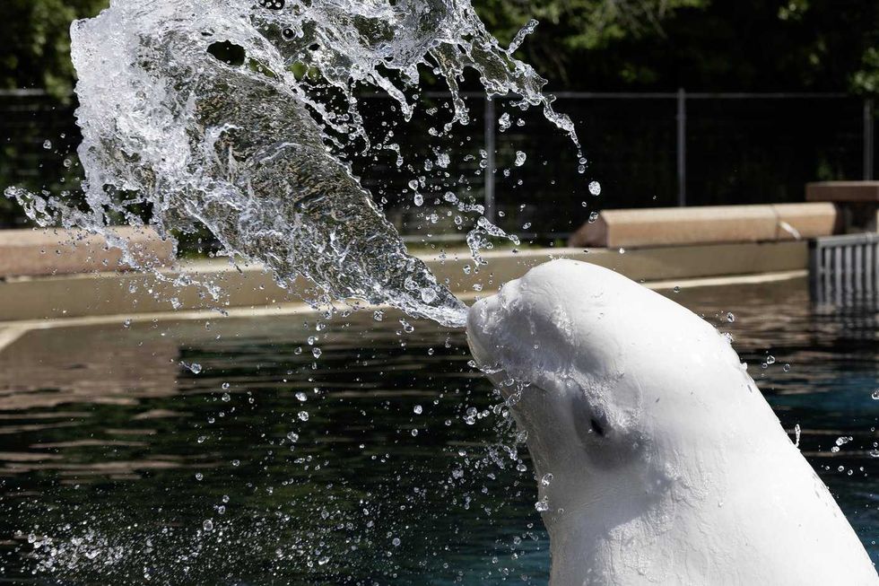 Inside the final days of Marineland