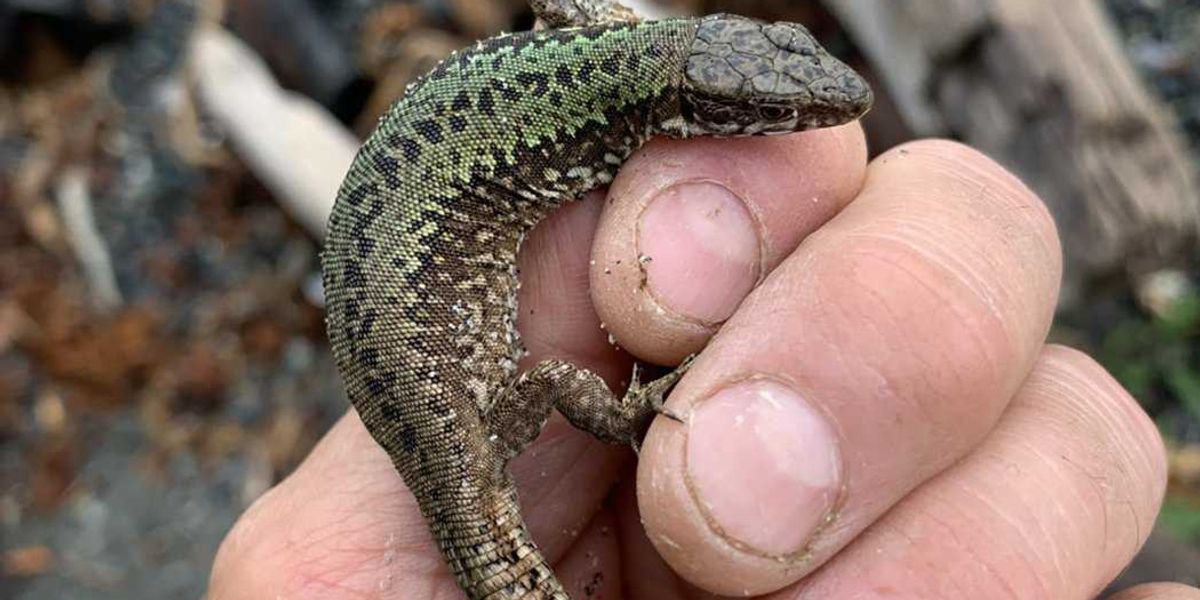 Slugs gone, bugs gone, strawberries thriving as invasive lizards boom in B.C. Slugs gone, bugs gone, strawberries thriving as invasive lizards boom in B.C.