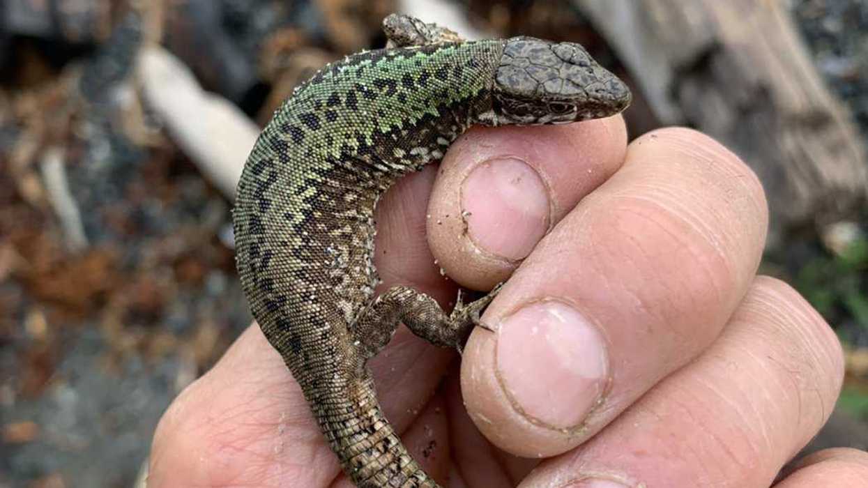 Invasive lizards scurry across Vancouver Island