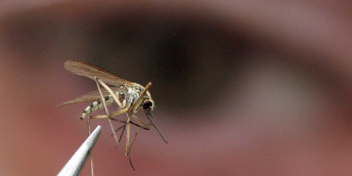 Invasive mosquitoes and brain-swelling virus detected in B.C.’s Sea-to-Sky region Invasive mosquitoes and brain-swelling virus detected in B.C.’s Sea-to-Sky region