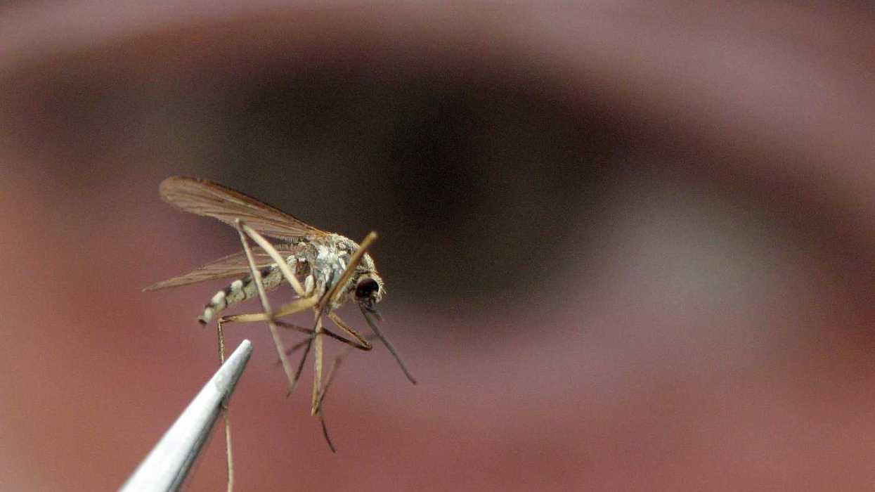 Invasive mosquitoes, brain-swelling virus in B.C.