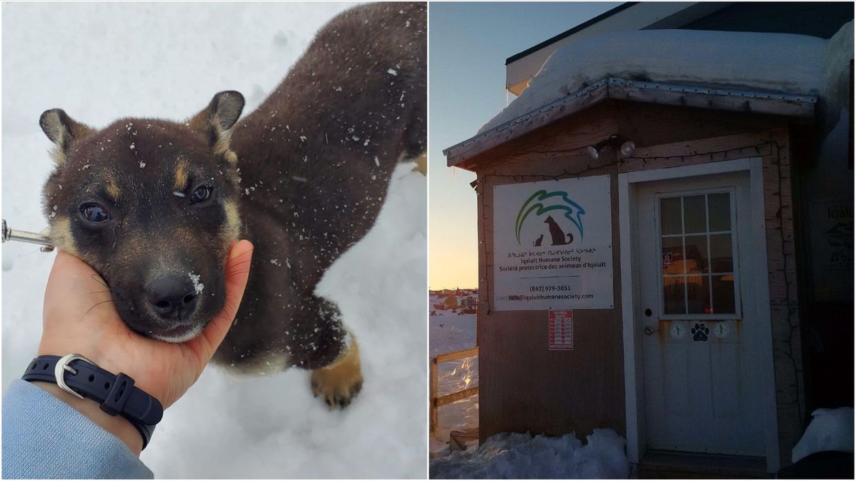 Iqaluit Humane Society Is The Only One In Nunavut & It's About To Be Destroyed