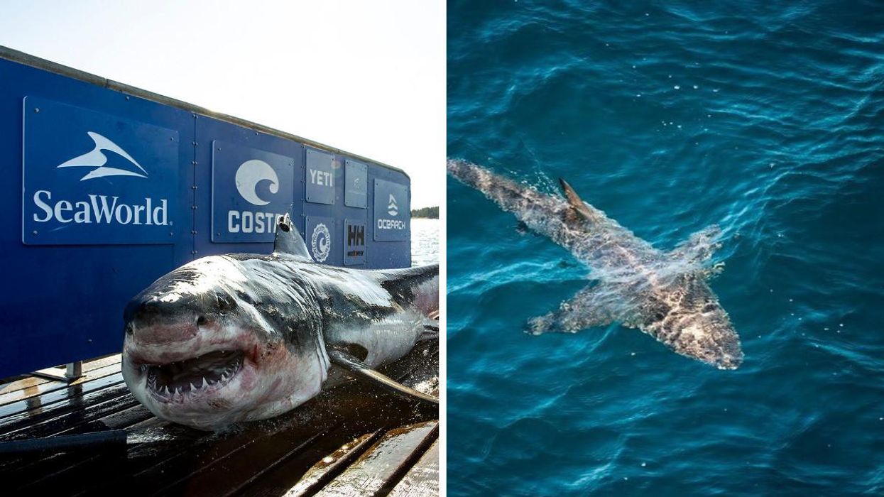 Ironbound, requin blanc près de la Nouvelle-Écosse. Droite : requin blanc.