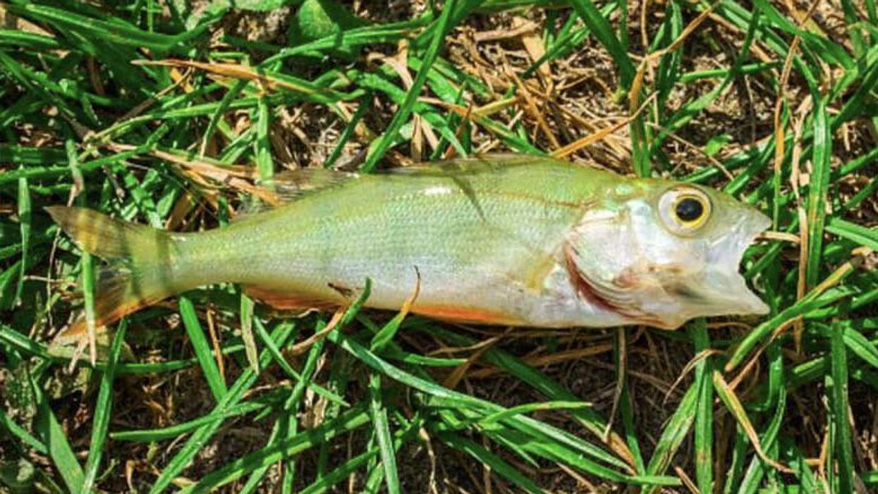 It Rained Fish In A Texas Town & No One Saw That In The Forecast