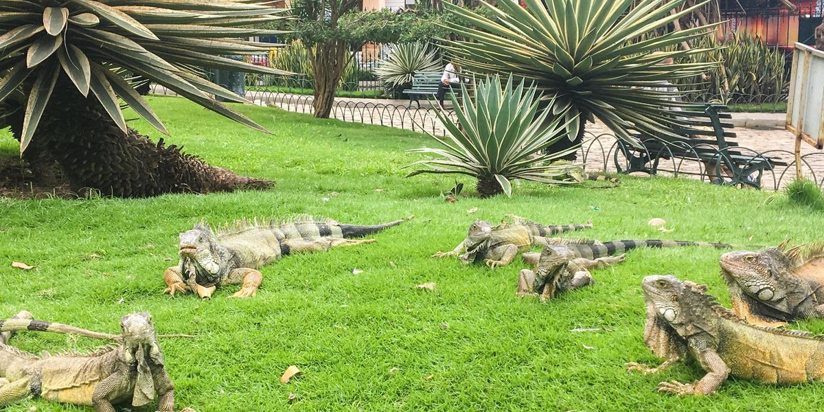 It Was So Cold In Florida That Chilly Iguanas Were Actually ‘Raining’ From The Trees It Was So Cold In Florida That Chilly Iguanas Were Actually ‘Raining’ From The Trees