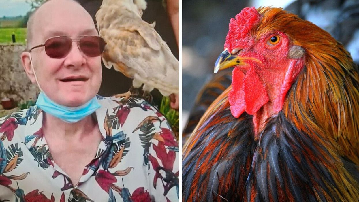 Jasper Kraus. Right: A Brahma chicken.