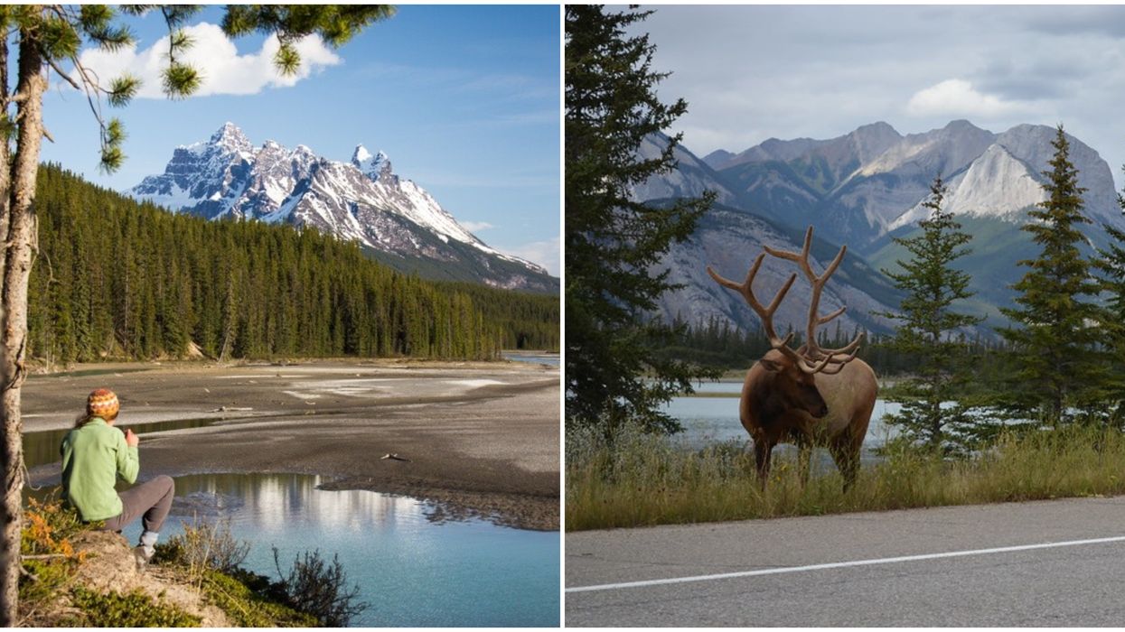 Jasper's Wildlife: Approaching Animals Could Now Lead To Fines Of Up To $25K