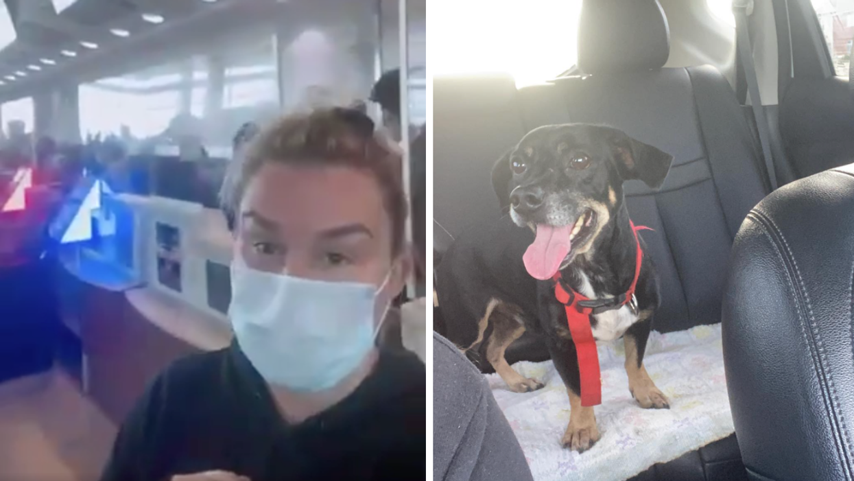 Jena Butts at the Air Transat kiosk in Toronto Pearson Airport. Right: Winston, the foster dog.