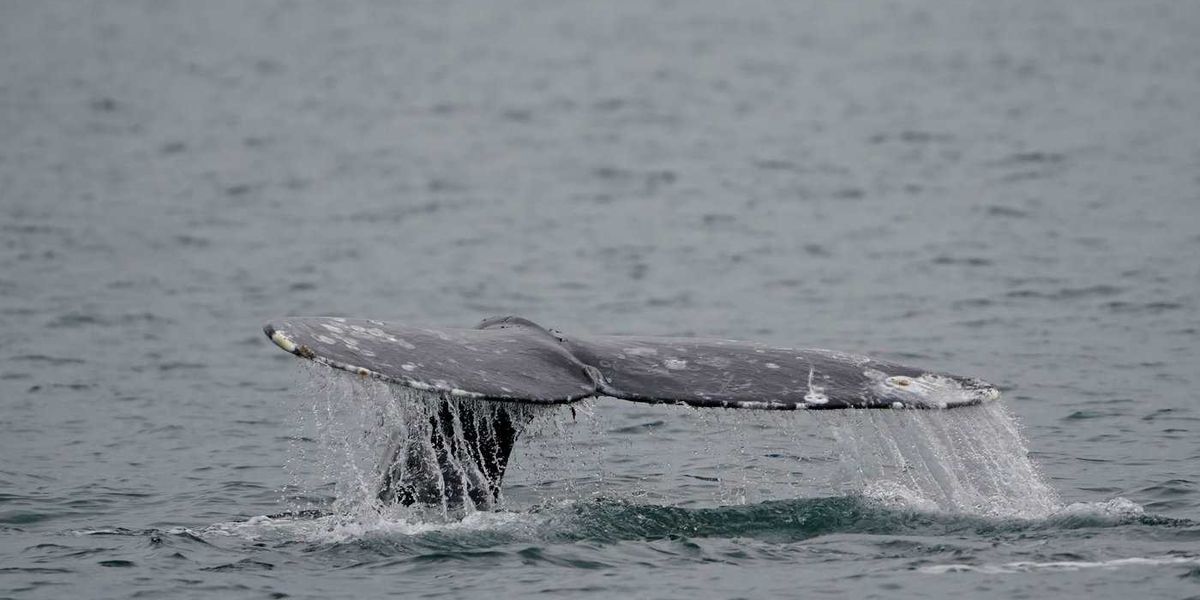 Jet Ski slams into whale off Vancouver Jet Ski slams into whale off Vancouver