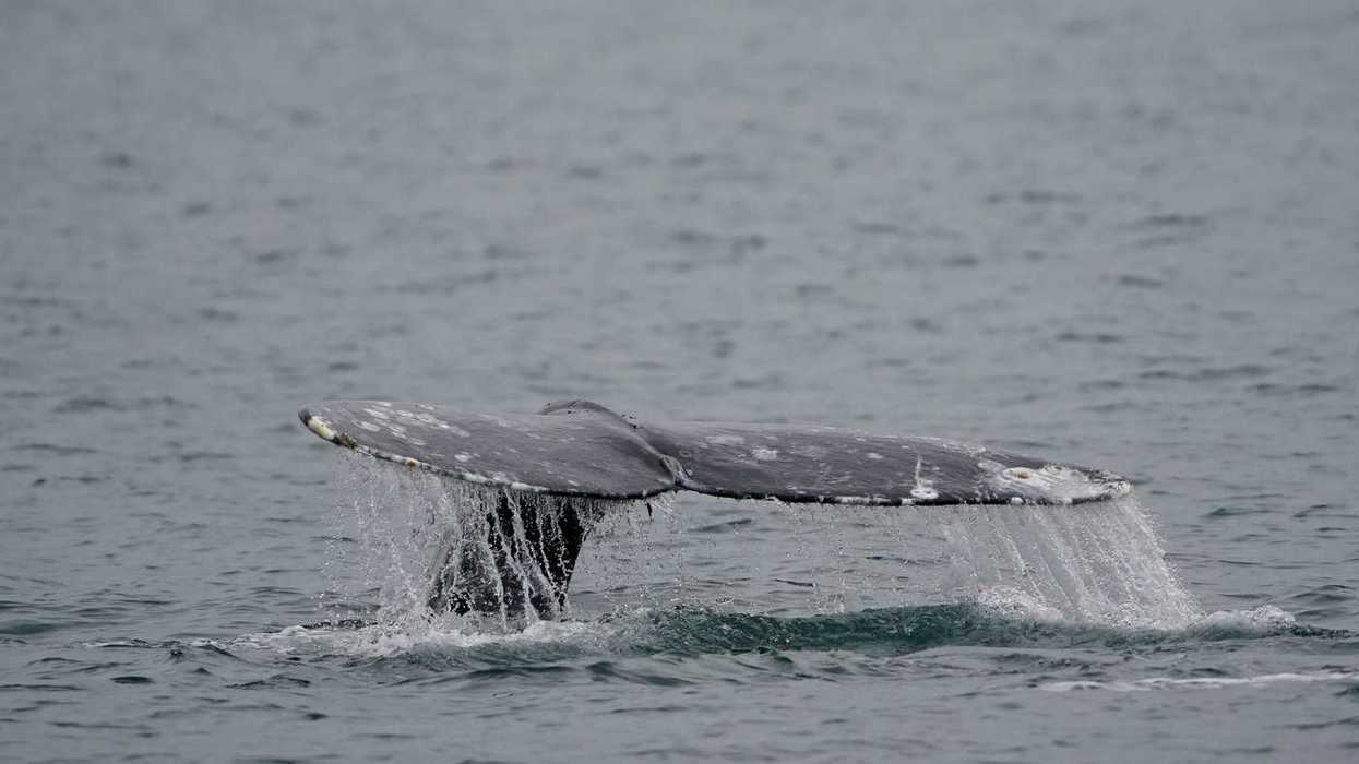Jet Ski slams into whale off Vancouver
