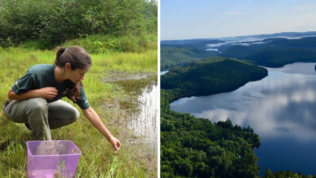 Jeune femme travaillant dans l'herbe. Droite : Vue aérienne du Parc national de la Mauricie.