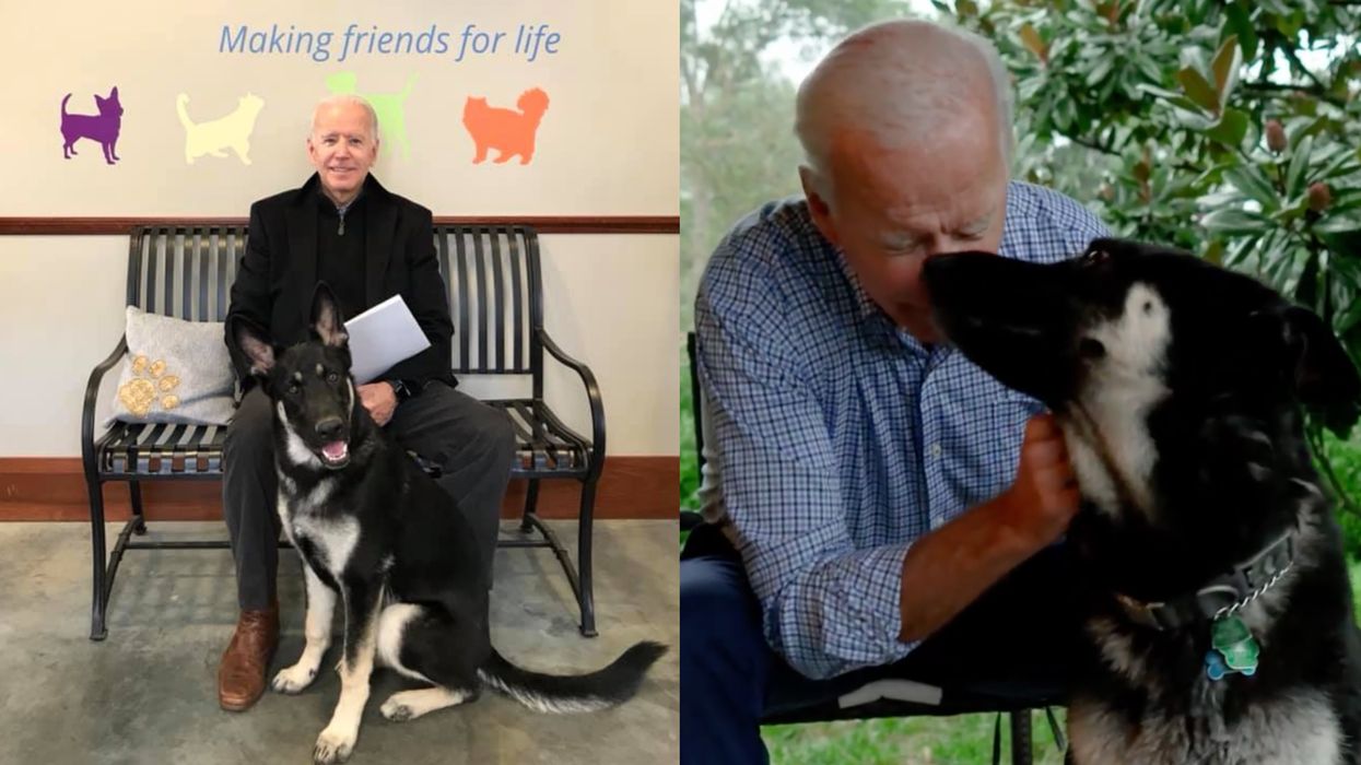 Joe Biden's Dog Just Got 'InDOGurated' & It Was The Sweetest Thing Ever (PHOTO)