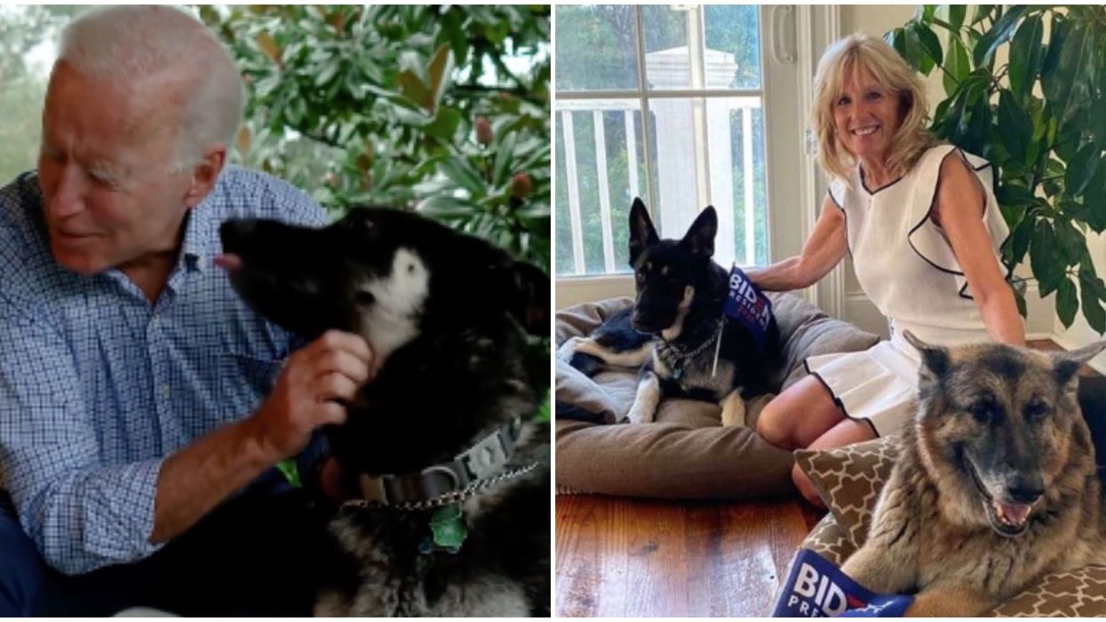 Joe Biden's Dog Major Will Apparently Be The First Rescue Dog To Live In The Whitehouse