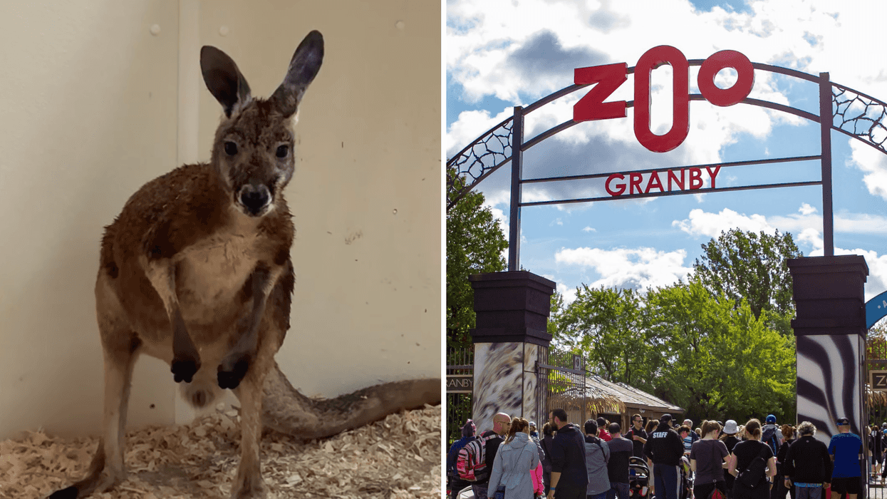 Joey le kangourou. Droite : L'entrée du Zoo de Granby.