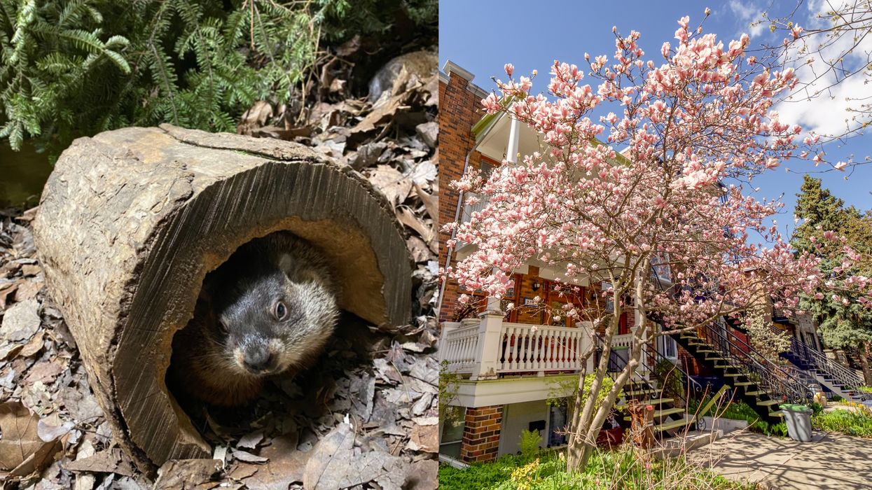Jour de la marmotte: voici ce à quoi pourrait ressembler le printemps 2021 au Québec