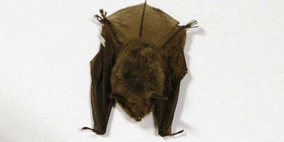 Doctors detail 2024 Ontario child rabies death, warn public about contact with bats Doctors detail 2024 Ontario child rabies death, warn public about contact with bats